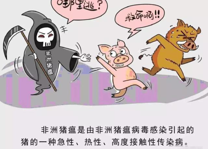 非洲疫情是什么病毒，非洲疫情是什么病毒一天死亡
