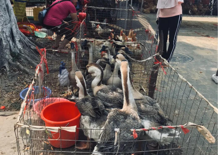 疫情期间全国什么时候开始封路，疫情什么时候封高速公路