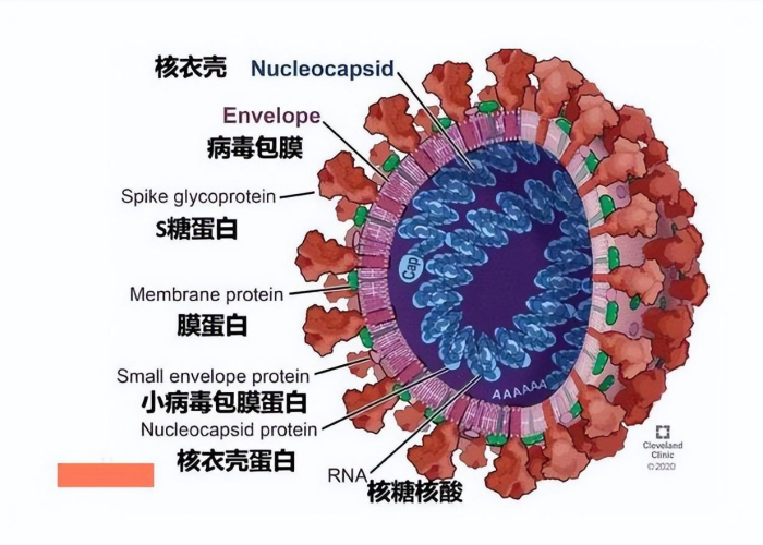 疫情在哪一年爆发的，疫情发生在那年