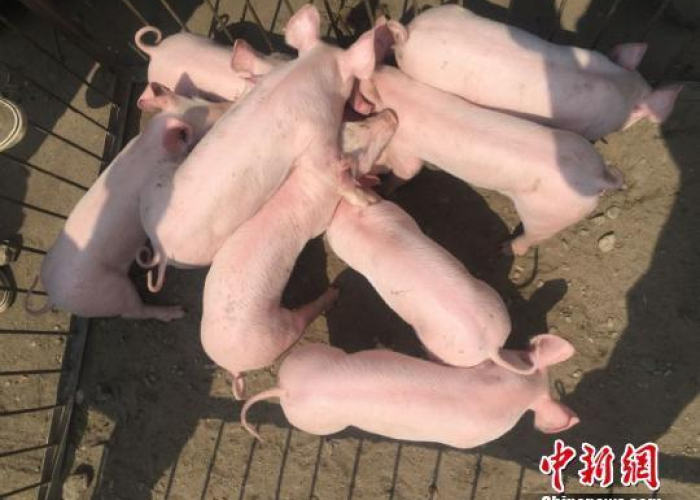 2019年疫情爆发，2019年疫情爆发的原因