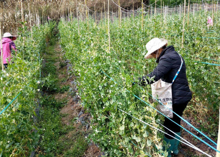 疫情从啥时候开始的，疫情从啥时候开始的?