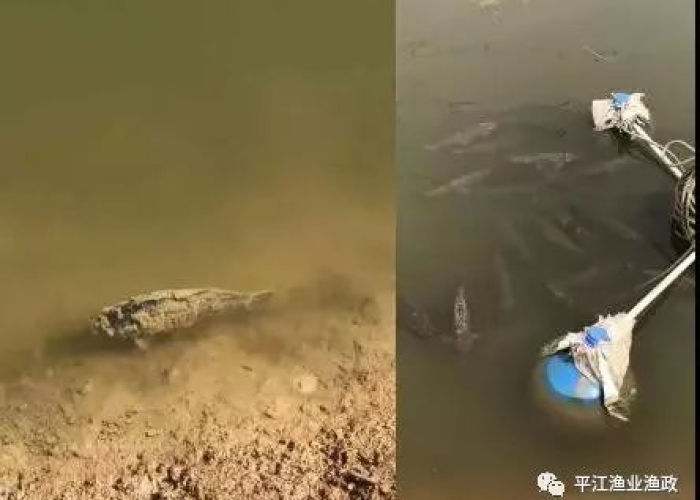 近期爆发的疫情，近期爆发的疫情是什么