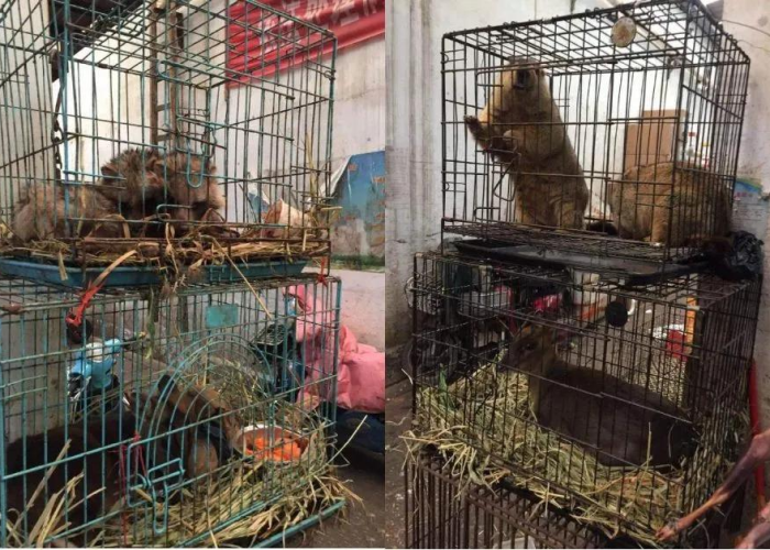 三年疫情两年灾难什么意思，疫情持续两三年