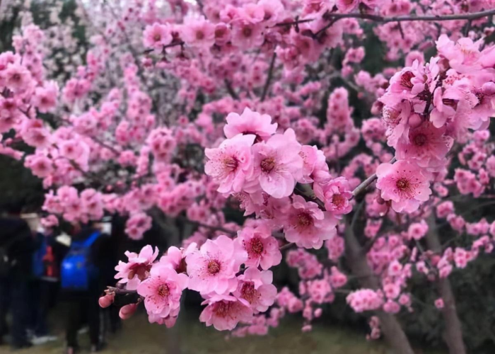 郑州疫情结束大概到什么时候，郑州疫情什么能结束