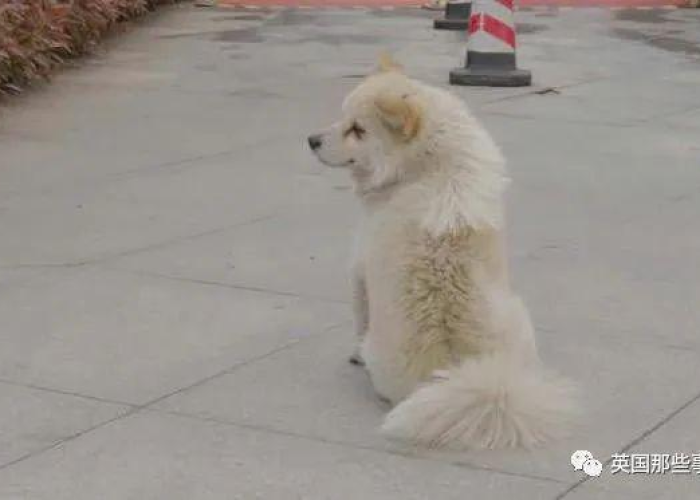 疫情封城是什么时候开始的，疫情封城什么时候解封